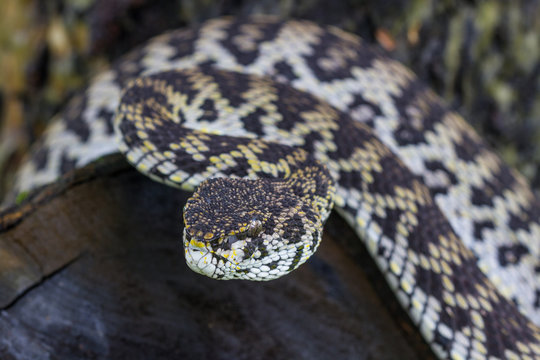 Close up of Mangrove Pitviper snake