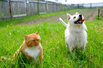 Funny dog and cat sad