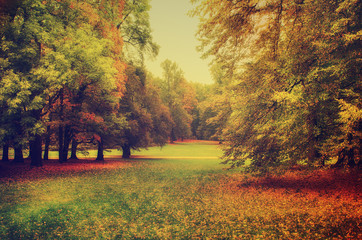 Autumn park with orange trees and meadow , natural seasonal hipster background