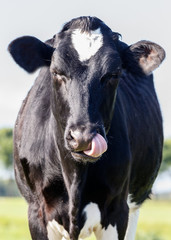 Dutch black and white cow on a sunny day.
