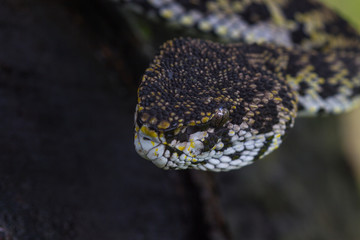 Close up of Mangrove Pitviper snake