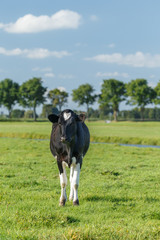Dutch black and white cow on a sunny day.

