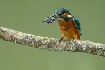 Kingfisher on a twig with a green background