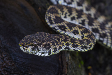 Close up of Mangrove Pitviper snake