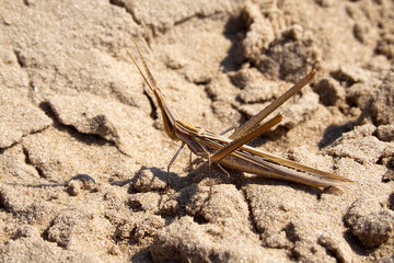 Brown grasshopper-locust on sand