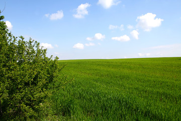 Green grass meadow and sky.