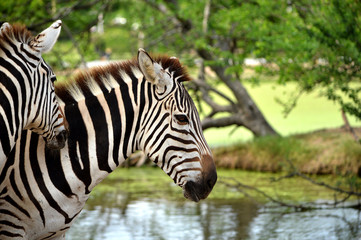 Zebra