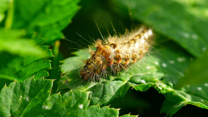 Caterpillar on green leaves.