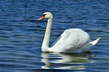 White mute Swan, lat. Cygnus olor, closeup