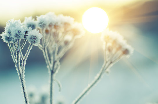 Frozen meadow plant, natural vintage winter background, macro image with sun shining