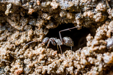 An ant carrying dirts