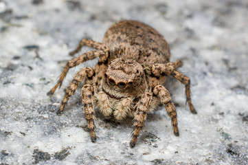 A jumping spider