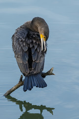 The great cormorant (Phalacrocorax carbo)
