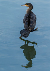 The great cormorant (Phalacrocorax carbo)
