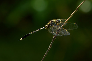 Anisopter