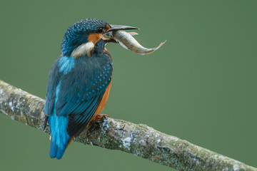 Kingfisher with a catch
