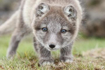 Playful arctic fox cub of 6weeks old
