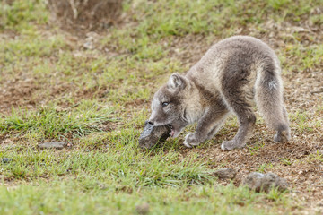 Playful arctic fox cub of 6weeks old
