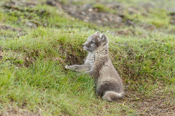 Fototapeta premium Playful arctic fox cub of 6weeks old 