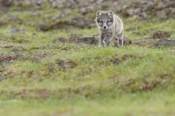 Obraz premium Playful arctic fox cub of 6weeks old 