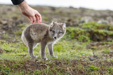 Naklejka premium Playful arctic fox cub of 6weeks old 