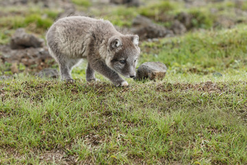 Playful arctic fox cub of 6weeks old
