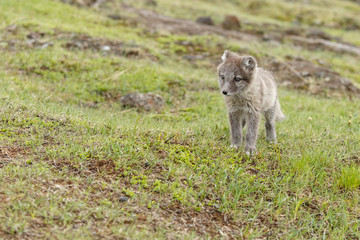 Playful arctic fox cub of 6weeks old
