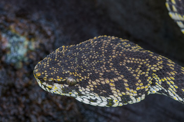 Close up of Mangrove Pitviper snake