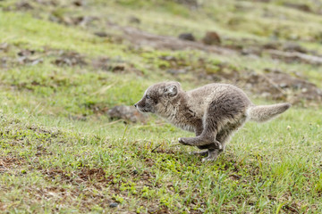 Playful Arctic fox cub in the mountains of Iceland