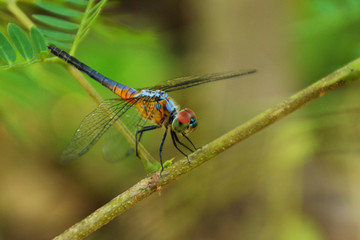 Anisopter