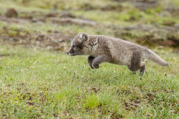 Playful Arctic fox cub in the mountains of Iceland