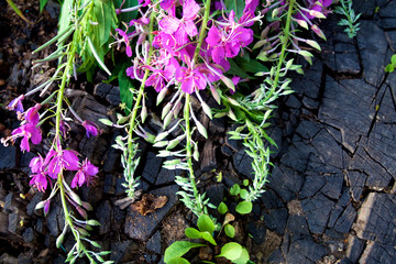 Small bouquet of flowers willow herb on a wooden stump.