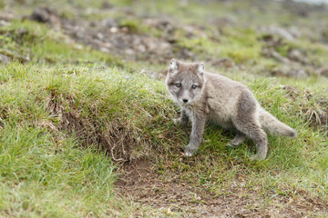 Playful Arctic fox cub in the mountains of Iceland