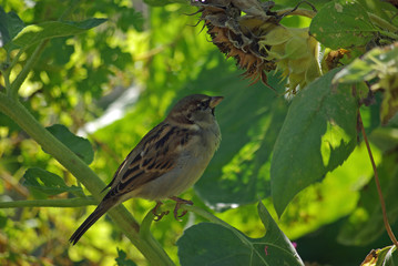 Moineau dans un plant de tournesol en été, Jardin des Plantes Paris