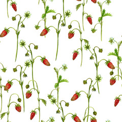 Fototapety  wzór z akwarelowymi roślinami rysunkowymi truskawek