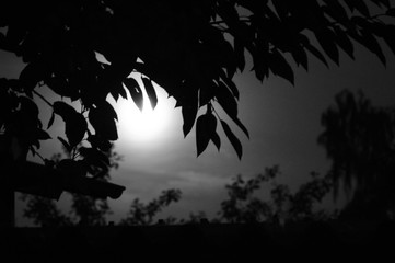 Mondlicht s/w