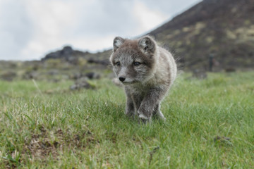 Naklejka na ściany i meble Playful Arctic fox cub in the mountains of Iceland