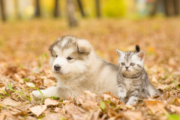 Cute puppy and small kitten lying together in autumn park
