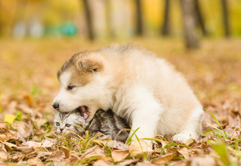 Alaskan malamute puppy playing with a kitten, biting its head in autumn park