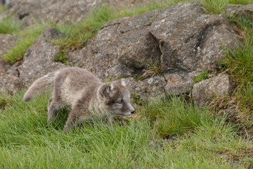 Playful Arctic fox cub in the mountains of Iceland