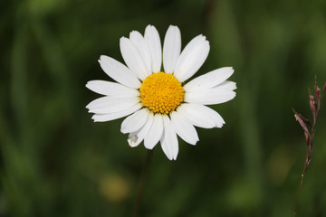 Macro of daisy wildflower