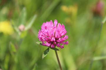 Macro of purple wildflower