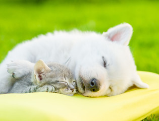 White Swiss Shepherd`s puppy sleeping with kitten on pillow.
