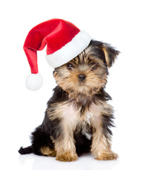 Yorkshire Terrier puppy in red santa hat looking atcamera . isolated on white background