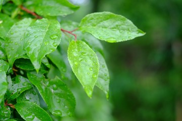 Fototapeta na wymiar Leaves on a tree with drops