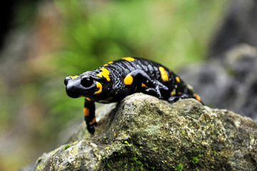 Feuersalamander