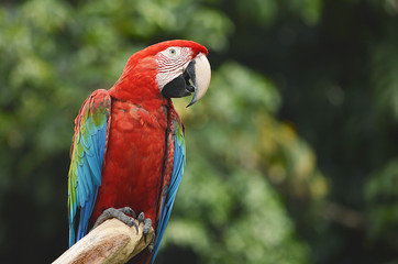 Macaw