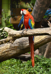 Macaw