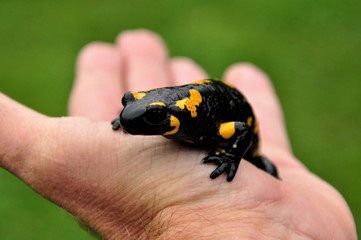 Feuersalamander