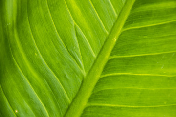 Close up green leaf texture/background. Abstract macro of nature.